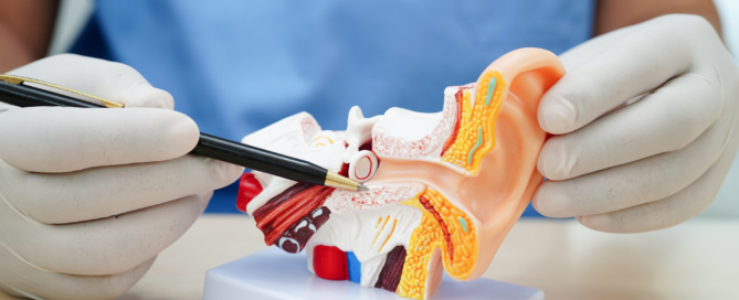 Doctor in blue scrubs wearing white gloves pointing to an anatomical model of the human ear with a pen.